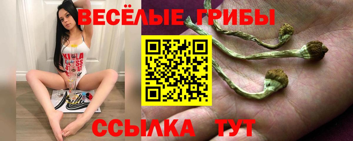 Галлюциногенные грибы Psilocybe Реутов